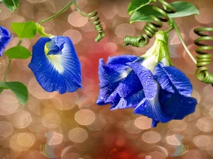 bindweed, Flowers, blue