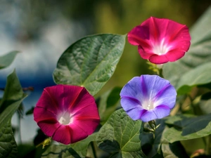 bindweed, Flowers, color