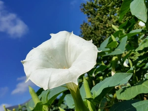 bindweed, White, Flower