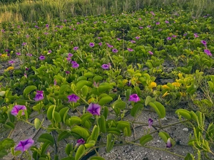 bindweed, purple, Flowers