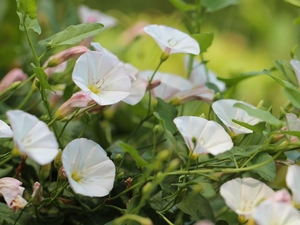 bindweed, Flowers