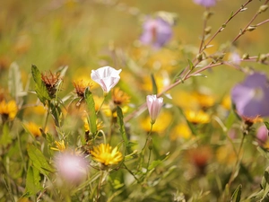 bindweed, Flowers, Meadow