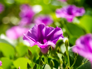 bindweed, Flowers, purple