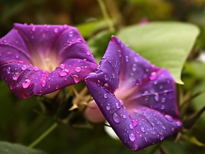 Violet, drops, water, bindweed