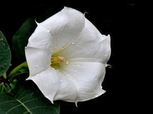 White, drops, Rosy, bindweed
