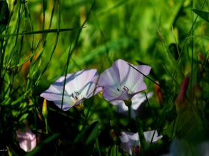 bindweed, Flowers, Wildflowers