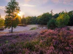 birch, trees, heath, heathers, rays of the Sun, viewes