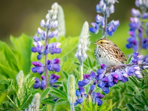 Bird, Flowers, lupine