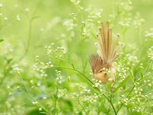 Gypsophila, Bird, White, Flowers, change