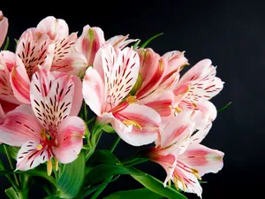 background, Black, Pink, Alstroemeria, Flowers