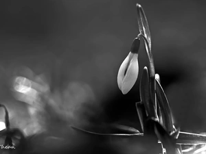 Snowdrop, Colourfull Flowers, Black - White, White
