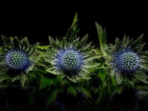 teasel, background, reflection, Black
