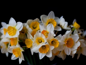 black, tle, bouquet, an, Daffodils