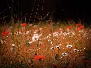 blades, grass, Flowers, daisies, Meadow