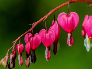 Flowers, Bleeding Heart, twig, Pink