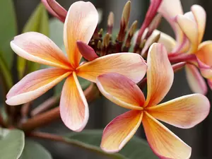 Flowers, Plumeria, Buds, bloom