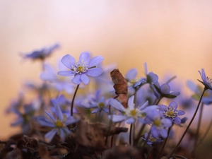 purple, Liverworts, Flowers, bloom