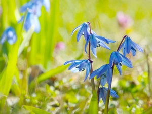 Flowers, bloom, Siberian squill, Blue