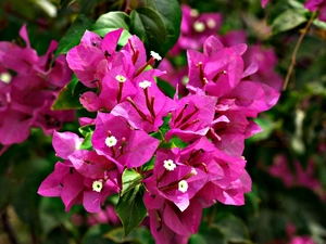 Bougainvillea, Blossoming