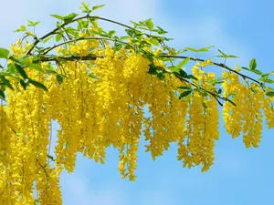 Blossoming, wistaria