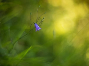 bell, Colourfull Flowers, blue