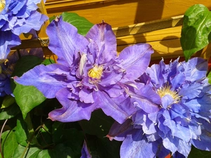 Clematis, Wooden, wall, blue