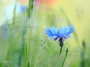 Colourfull Flowers, Chaber, blue