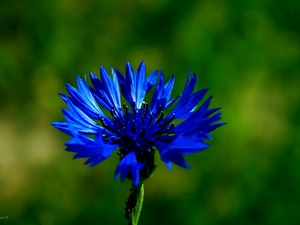 Chaber, Colourfull Flowers, blue