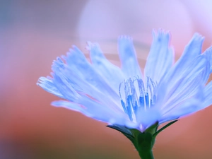 Colourfull Flowers, endive, blue