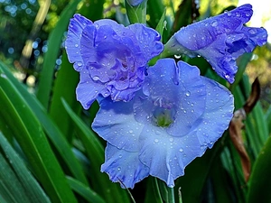 gladiolus, Colourfull Flowers, blue