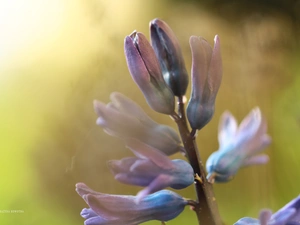 Colourfull Flowers, hyacinth, blue