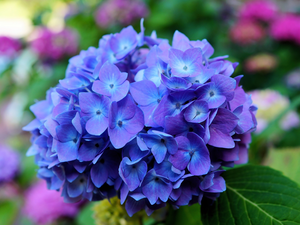 hydrangea, Colourfull Flowers, Blue