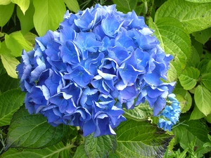 hydrangea, Colourfull Flowers, Blue