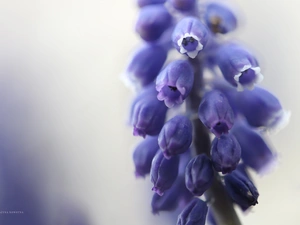 Colourfull Flowers, Muscari, blue