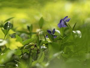 Colourfull Flowers, myrtle, blue