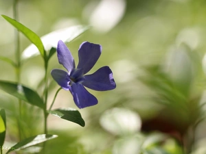 Colourfull Flowers, myrtle, blue