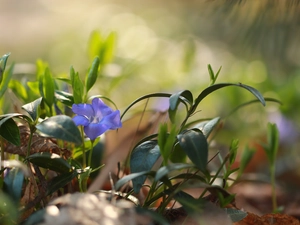 Colourfull Flowers, Periwinkle, blue
