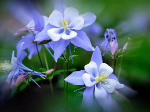 Blue Columbine