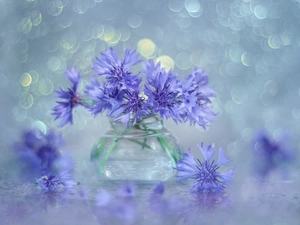 cornflowers, Flowers, vase, Blue