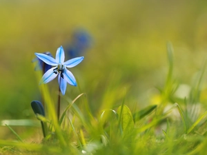 Flower, Siberian squill, blue