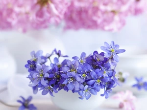 Flowers, Liverworts, blur, Blue