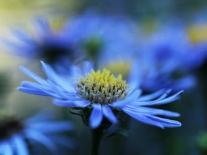 Colourfull Flowers, Aster, blue