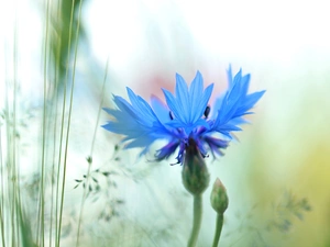 Colourfull Flowers, Chaber, blue