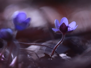 Colourfull Flowers, Hepatica, blue