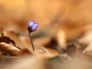 Colourfull Flowers, Hepatica, blue