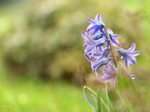 Colourfull Flowers, hyacinth, blue