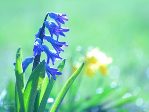 Colourfull Flowers, hyacinth, blue