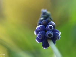 Colourfull Flowers, Muscari, blue