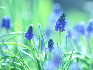 Colourfull Flowers, Muscari, blue