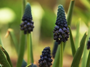 Colourfull Flowers, Muscari, blue